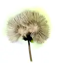Dandelion tattoo design idea