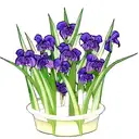 Irises and libra tattoo design idea