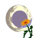 moon and calendulas  tattoo design idea