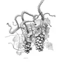 Motorcucle and Grape vines tattoo design idea