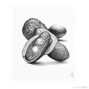 4 avocados together. 1 big one, 1 slightly smaller, 1 medium and a small one tattoo design idea