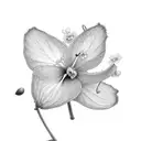 no colour Diphylleia Grayi tattoo design idea