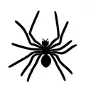 Spider tattoo design idea