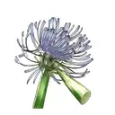 agapanthus tattoo design idea