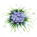 agapanthus tattoo design idea