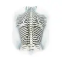 create me a spine tatto. From the line of hair to the last spinal cord. It will have leaves, like brunches but rotten. i tattoo design idea