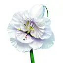 Carnation snowdrop tattoo design idea