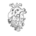 a human heart tattoo design idea