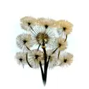 Dandelion tattoo design idea