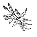 scottish highlands, gorse, thistle, april, path tattoo design idea