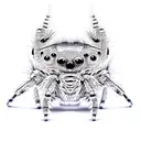 jumping spider tattoo design idea