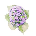 purple Hydrangea with Jimmy Everett  as the stem in cursive tattoo design idea