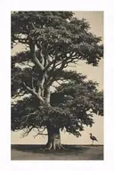 polaroid image. oak tree with cement goose underneath  tattoo design idea