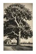 polaroid image. oak tree with cement goose underneath  tattoo design idea