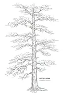 lebanese cedar tree tattoo design idea