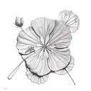 geranium tattoo design idea