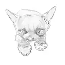 chihuahua tattoo design idea