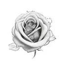 A realistic depiction of a lancashire red rose with delicate shading and fine line details tattoo design idea