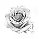 A realistic depiction of a lancashire red rose with delicate shading and fine line details tattoo design idea