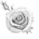 A realistic depiction of a lancashire red rose with delicate shading and fine line details tattoo design idea