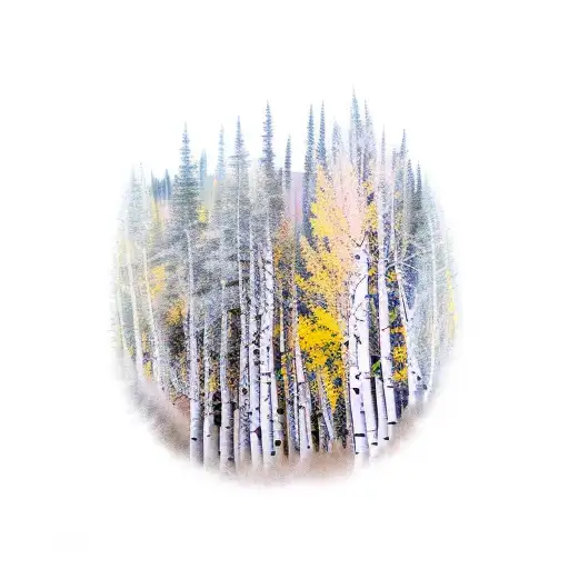 lower forearm half sleeve of Aspen trees on a mountain going through all the seasons tattoo design idea