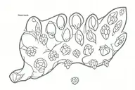 wolf paw print names inside representing tattoo design idea