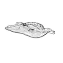 a stingray tattoo design idea