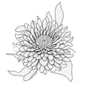 Small Chrysanthemum flower tattoo design idea