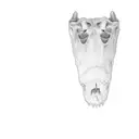 alligator skull  tattoo design idea