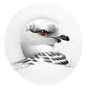 seagull with red hat and jiu Jitsu belts tattoo design idea