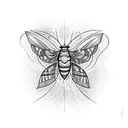 moth,flying around a sacred heart, with spiderwebs filling in gaps tattoo design idea