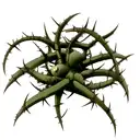 Venus's flytrap stems and thorns forearm tattoo design idea