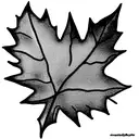 Maple Leaf tattoo design idea