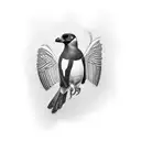 Australian magpie  tattoo design idea