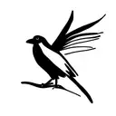 australian magpie tattoo design idea