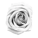 snake rose tattoo design idea