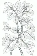 fig tree branch tattoo design idea