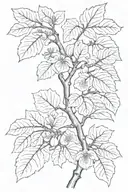 fig tree branch tattoo design idea