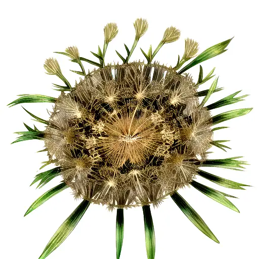 Angry dandelion spread 5 seeds with rised hands tattoo design idea