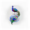 colorful peacock with feathers up which represents chicago and the bay area tattoo design idea