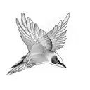 blackbird ilustration  tattoo design idea