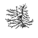 Mistletoe tattoo design idea