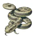 rattlesnake coiled tattoo design idea