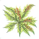 marijuana leaf morphing tattoo design idea