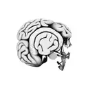 Imagine an artistic representation of a human brain, drawn with elegant lines and precise details, occupying the center  tattoo design idea