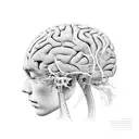 Imagine an artistic representation of a human brain, drawn with elegant lines and precise details, occupying the center  tattoo design idea
