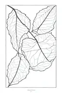 a minimal aspen leaf in rectangular frame tattoo design idea