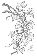 Black and white Tattoo of grape vine with John 15:5 verse written intertwined as part of vine tattoo design idea