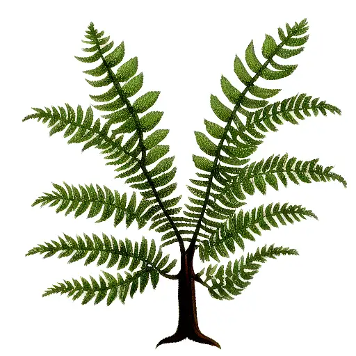 Fern Tree tattoo design idea
