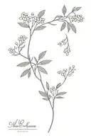 vine with small mimosa flowers growing feminine  tattoo design idea